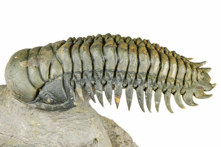 Flying Crotalocephalina Trilobite - Atchana, Morocco #359227